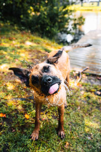 Dog standing on field