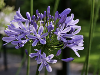 Close-up of purple flowering plant