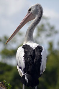 Close-up of pelican