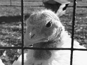 Close-up of bird in cage