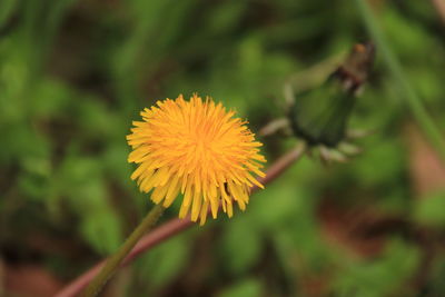 Close-up of yellow flower against blurred background