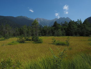 Scenic view of grassy field against sky