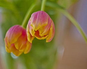 Close-up of pink flower blooming outdoors