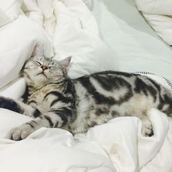 High angle view of cat sleeping on bed