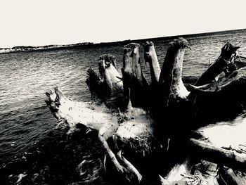 Driftwood on beach against clear sky