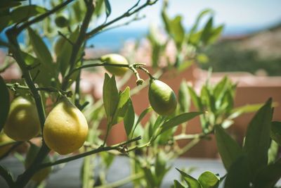 Close-up of fruits growing on tree