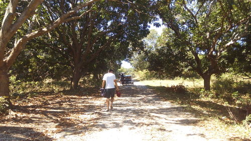 Trees in park