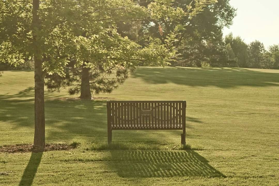 tree, bench, tranquility, empty, tranquil scene, absence, park - man made space, shadow, nature, sunlight, grass, park bench, growth, scenics, wood - material, beauty in nature, day, outdoors, no people, park