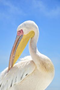Close-up of a pelican against blue sky