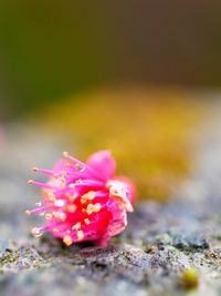 Close-up of pink flower