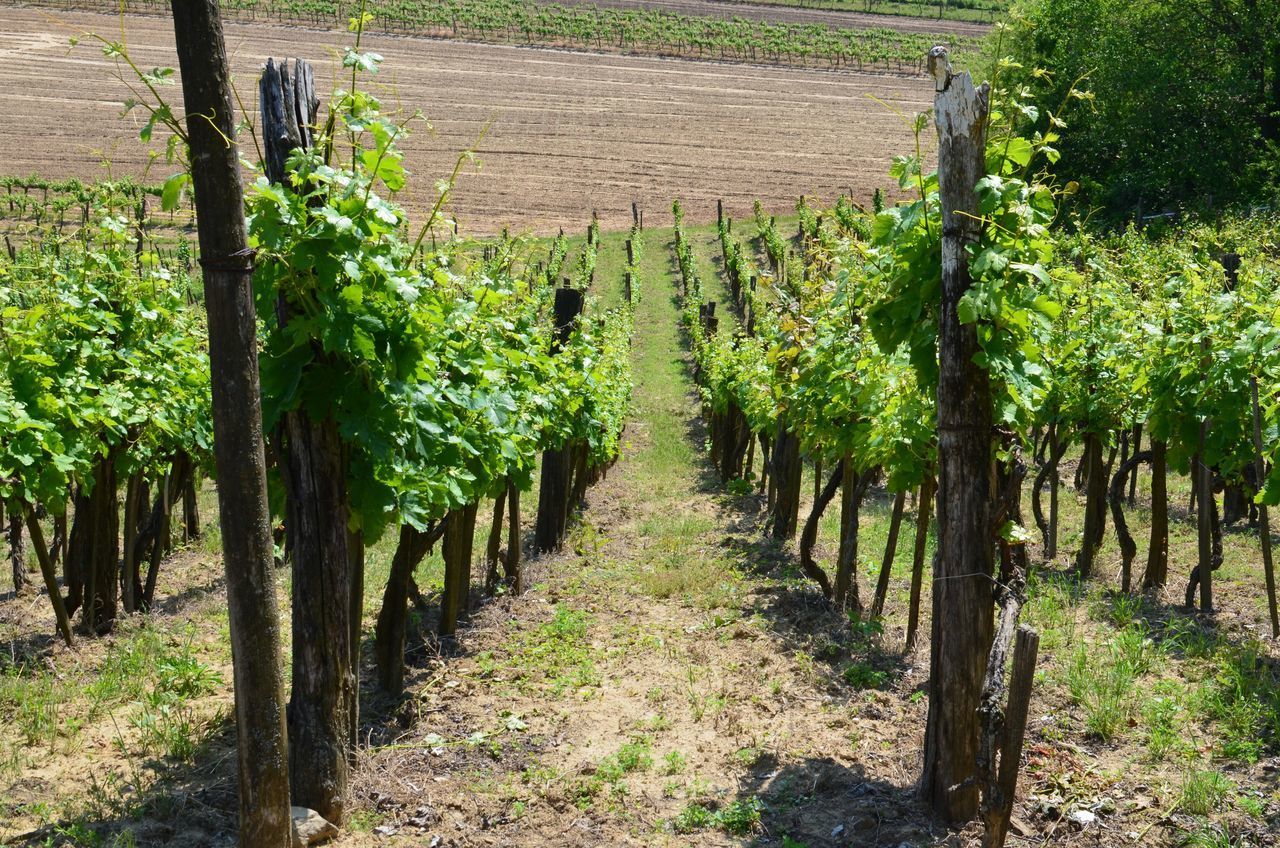 VIEW OF VINEYARD IN FIELD