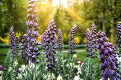 Close-up of purple flowering plants in park