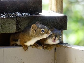 Close-up of baby squirrel