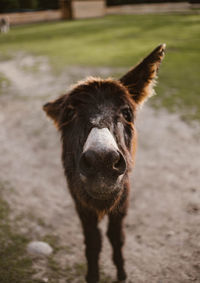 Portrait of donkey standing on field