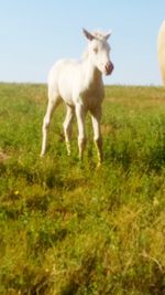 Horse on field against clear sky