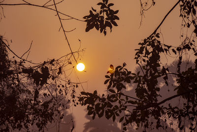 Low angle view of silhouette trees against sky during sunset