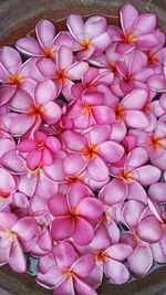 Full frame shot of pink flowers