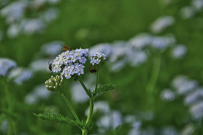 Close-up of insect on flower