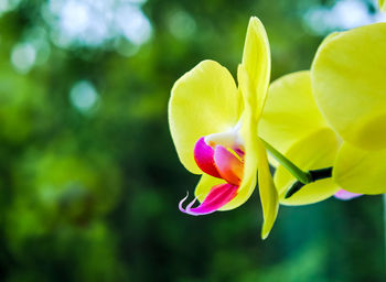 Close-up of yellow flowering plant