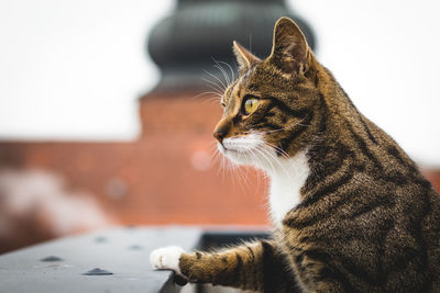 Close-up of a cat looking away at home