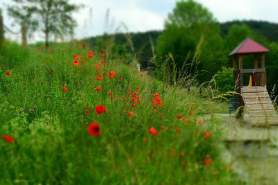 Close-up of red poppy flowers