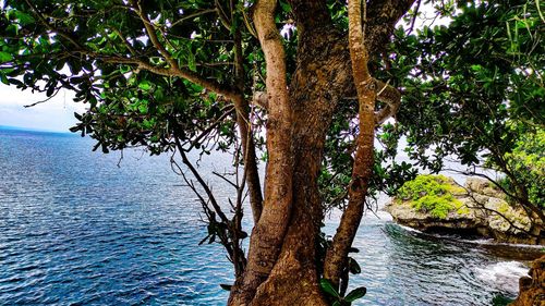 Tree by sea