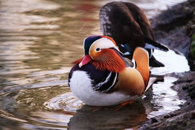 Duck swimming in lake