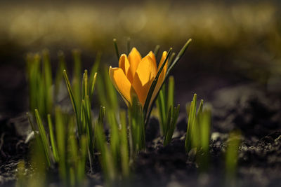 Close-up of yellow crocus blooming outdoors