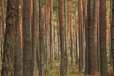 Pine trees in forest