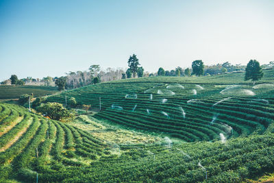 Scenic view of agricultural field against clear sky