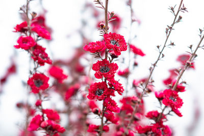 Close-up of red berries on plant