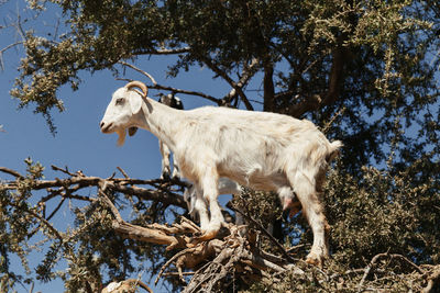 Low angle view of white standing on field against sky