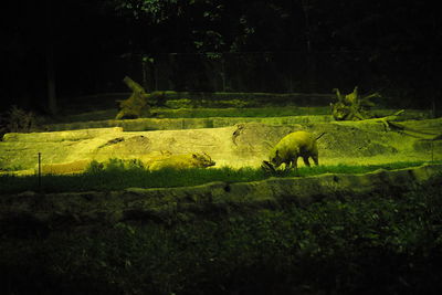 View of sheep in a field