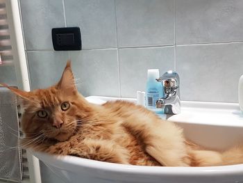 Portrait of a cat in the bathroom