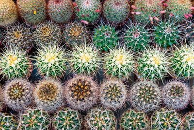 Top view of various cactus house plants selection. cactus plants background.