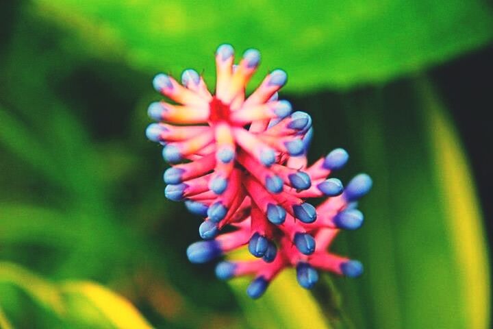 flower, growth, freshness, petal, fragility, focus on foreground, close-up, beauty in nature, flower head, plant, nature, selective focus, blooming, in bloom, bud, no people, stem, purple, day, outdoors