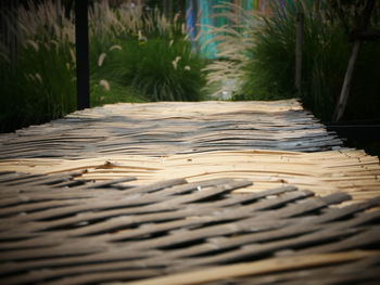 Surface level of footpath amidst trees