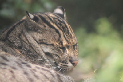 Close-up of a cat looking away