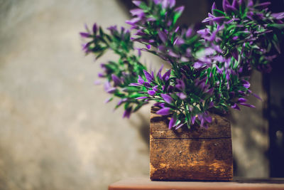 Close-up of purple flowering plant in vase on table