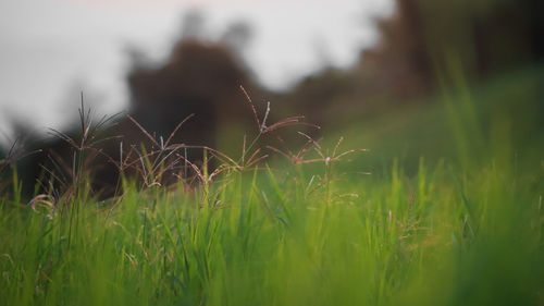 Close-up of grass on field