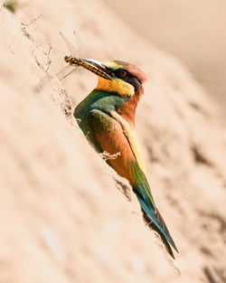 Close-up of bird perching on a land