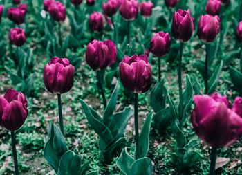 Close-up of pink tulips blooming in field