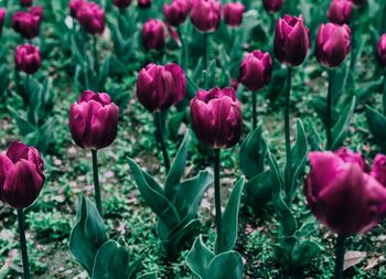 Close-up of tulips blooming in field