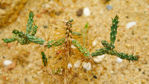 Close-up of insect on plant