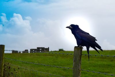 Bird perching on wooden post against sky