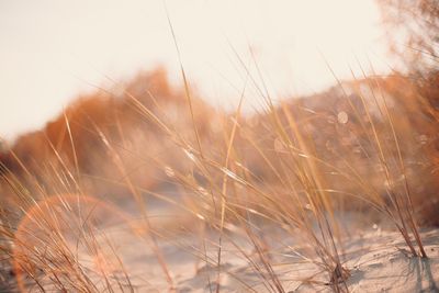 Close-up of grass on field against clear sky