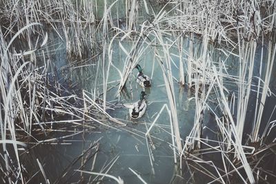 High angle view of birds swimming in lake