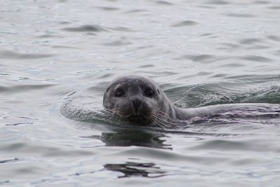 Portrait of seal in sea