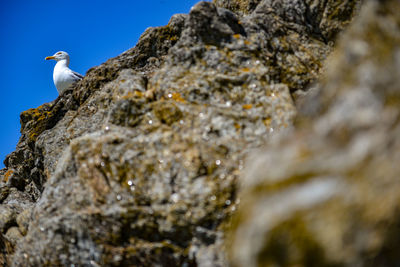 Low angle view of seagull perching on rock