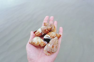 Close-up of person holding shell over water